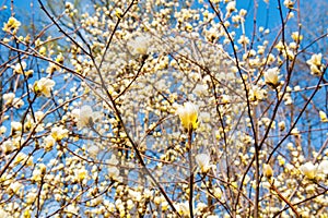 Some magnolia flowers