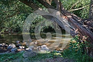 Mallard ducks in a stream