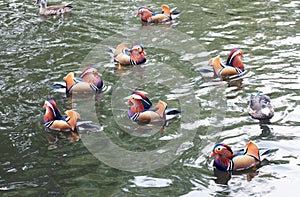 Some mandarin ducks playing in the water
