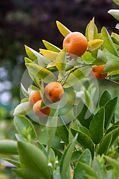 Some Mandarins (Citrus reticulata) Hanging on Bush, Italy