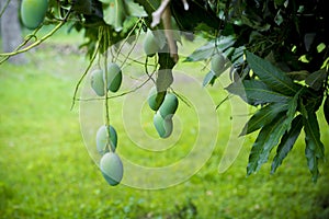 Some Mango growing on tree in areas district of Thakurgong, Bangladesh.