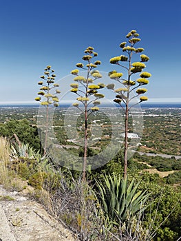 Some of the many Cactus Plants seen on the sides of the roads in Portugals mountains. photo