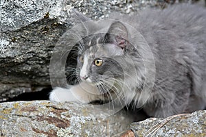 Some months old norwegian forest cat kitten climbing on stones in summer