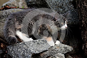 Some months old norwegian forest cat kitten climbing on stones in summer