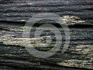 Some moss on the surface of humid wood