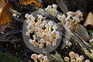 Some mushrooms growing on an old tree stub