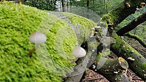 Mushrooms on tree with moss