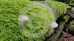 Mushrooms on tree with moss