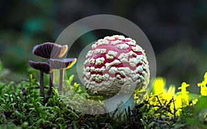 Some of these mushrooms, which grow in various colors, are poisonous.
