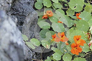 Flowers on Rocks, MUAC, Mexico City photo