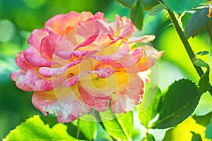 Some orange yellow pink roses in the garden against green background, flowers in bloom closeup.