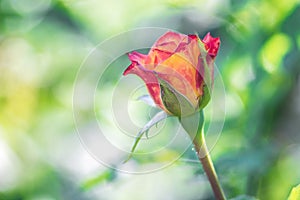 Some orange yellow pink roses in the garden against green background, flowers in bloom closeup.