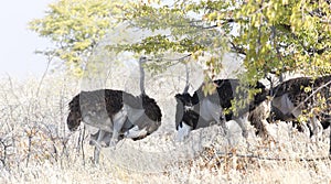 Some ostrich birds in Namibia savannah