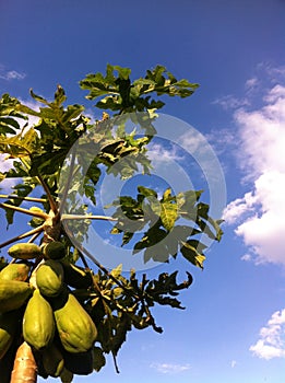 Some papayas.