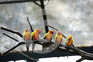 Some parrots (Aratinga solstitialis)