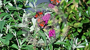 Some peacock butterflies and orange comma butterfly - Polygonia c-album -  on pink butterflybush - Buddleja davidii .