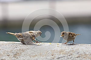 Some pecking sparrows, passer domesticus, on a stone wall