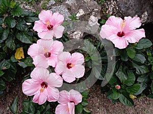 Some pink shoe flowers  petals so beautiful and charming