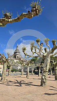 Some of Plane trees or Platanaceae trimmed using the topiary method