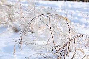 Some plants in beatufiul hoarfrost