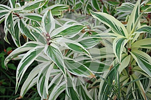 Some pointed white rimmed Flax Lily green leaves undergrowth in the nature garden