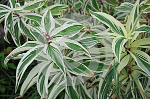 Some pointed white rimmed Flax Lily green leaves undergrowth in the nature garden photo
