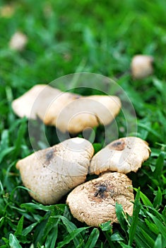 Some poisonous mushrooms in the field