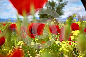 some poppies agitated by the wind