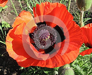 Some poppies on green field in sunny day