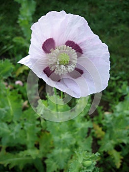 Some poppies on green field in sunny day