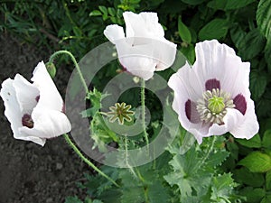 Some poppies on green field in sunny day