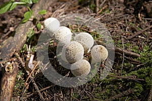 Some puffballs or bovist mushrooms