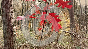 Some red autumn leaves on a small branch