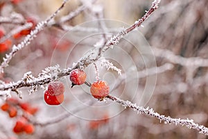 Some red berries with frost and ice crystals isolated against winter background