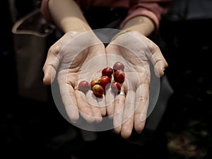 Some red coffee beans are held in the hands