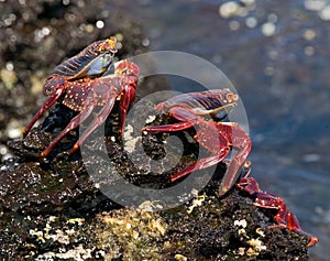 Some red crab sitting on the rocks. The Galapagos Islands. Pacific Ocean. Ecuador.