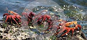 Some red crab sitting on the rocks. The Galapagos Islands. Pacific Ocean. Ecuador.