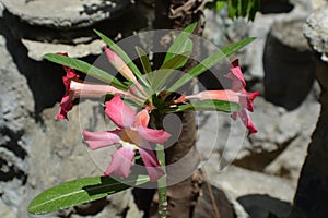 Some red frangipani flowers