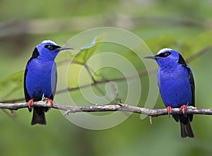 Red-legged honeycreepers Cyanerpes cyaneus Costa Rica