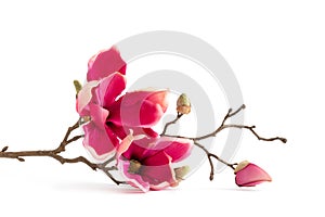 some red magnolia flowers