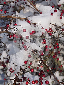 Some red rose-hips in winter