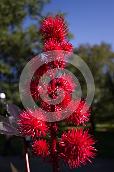 Red spikey Flowers photo