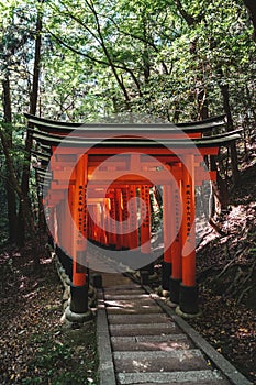 some red wooden tori torin near the woods on a path