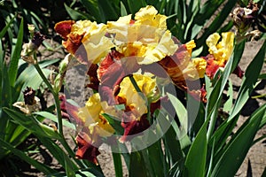 Some red and yellow flowers of iris