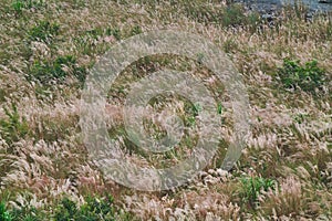 Some of the reed flowers sway with the wind. Various plant species and natural landscapes. Wuling Farm in winter, Taiwan. December