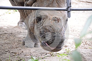 Rhino Rhinoceros with it`s Horn Cut Off photo