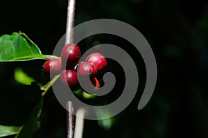 Some ripe coffee berries on a black background