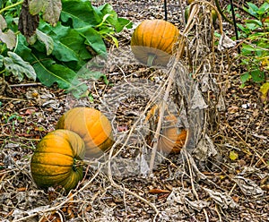 Some ripe fresh orange halloween pumpkins laying on the ground in a organic garden