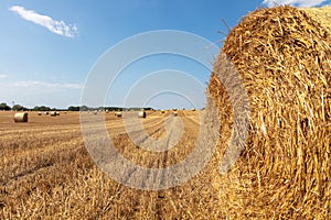 Some round straw bales lie on the field after the grain harvest