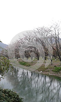 some sad Cherryblossom trees